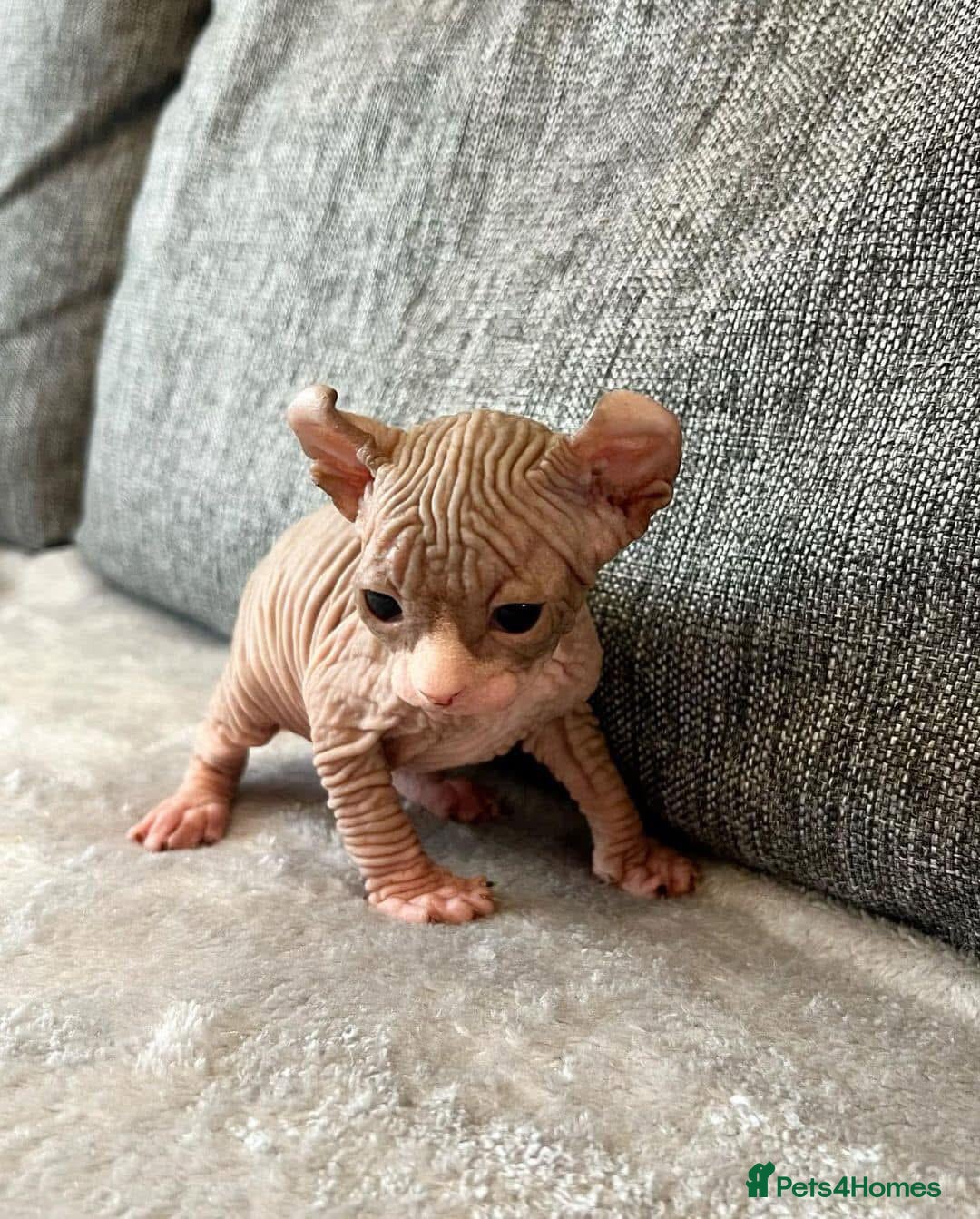Sphynx cats for sale: Gorgeous pedigree sphynx - Image 9