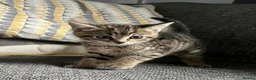 Mixed Breed cats for sale: Bengal Cross Female Kitten available  - Advert 4