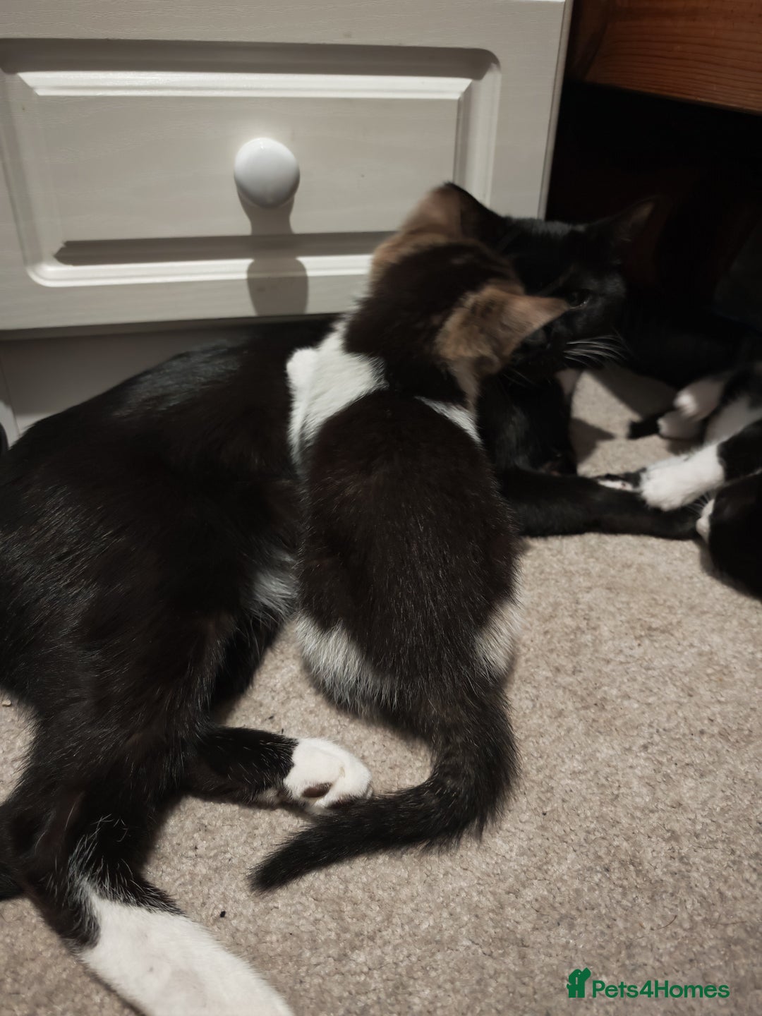 Mixed Breed cats for sale: Female kittens  - Advert 3