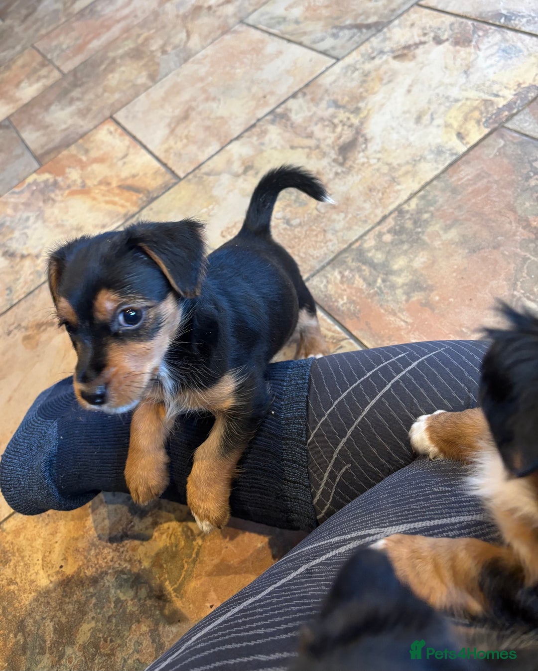 Jack Russell dogs for sale: Jack Russell terrier Pups!  - Advert 8