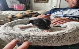 Jack Russell dogs for sale: 4 Beautiful Jack Russell puppies for sale - Image 10