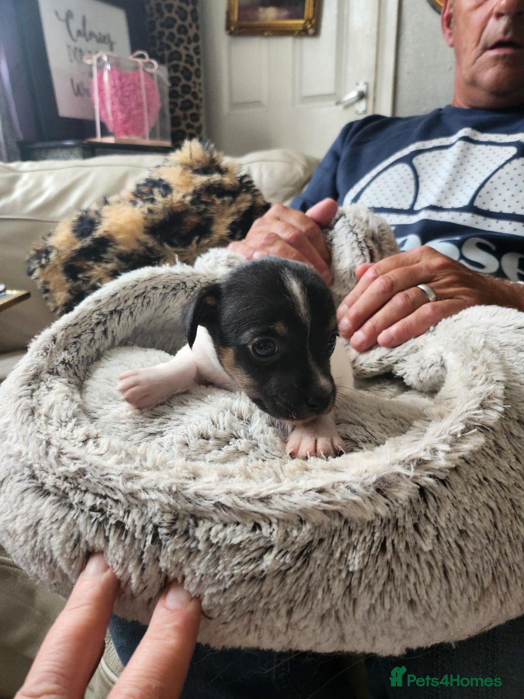 Jack Russell dogs for sale: 4 Beautiful Jack Russell puppies for sale - Image 10