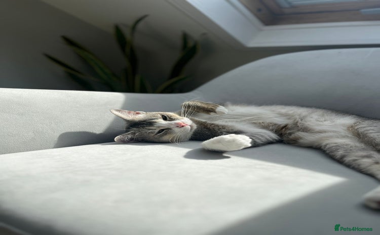 Mixed Breed cats - Advert 2