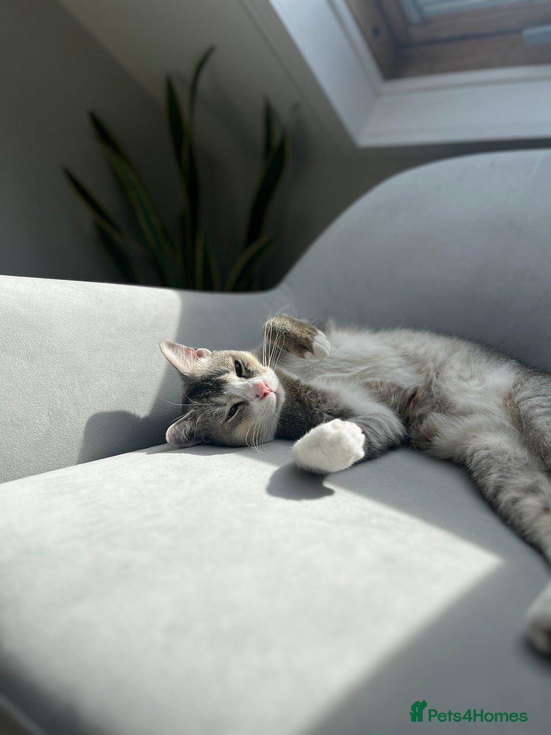 Mixed Breed cats for adoption: SKY - UNUSUAL MIXBREED HANDSOME PERFECT HEALTH - Image 1