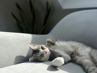 Mixed Breed cats - Advert 13