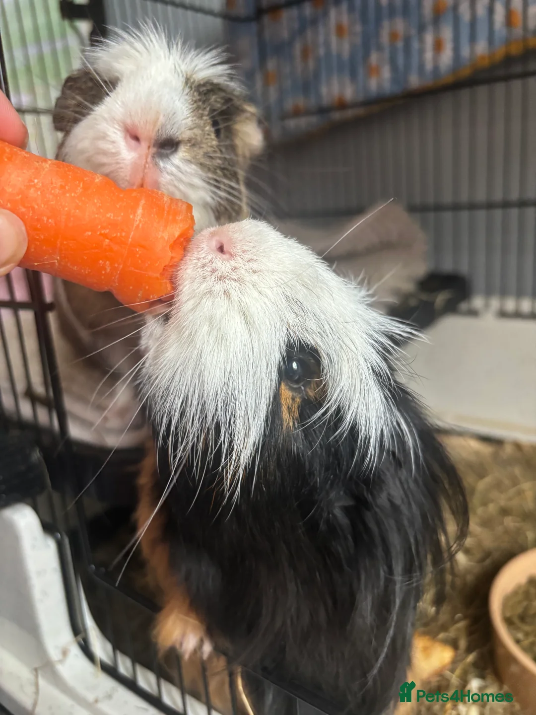 Guinea Pig rodents for sale: 2 male guinea pigs, cage, and all accessories - Advert 7