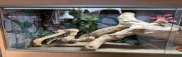 Bearded Dragon reptiles for sale: Bearded Dragon & Vivarium - Advert 3