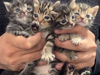 Maine Coon cats Maine coon x kittens - Advert 15