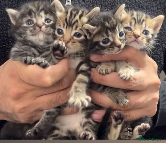 Maine Coon cats - Advert 1