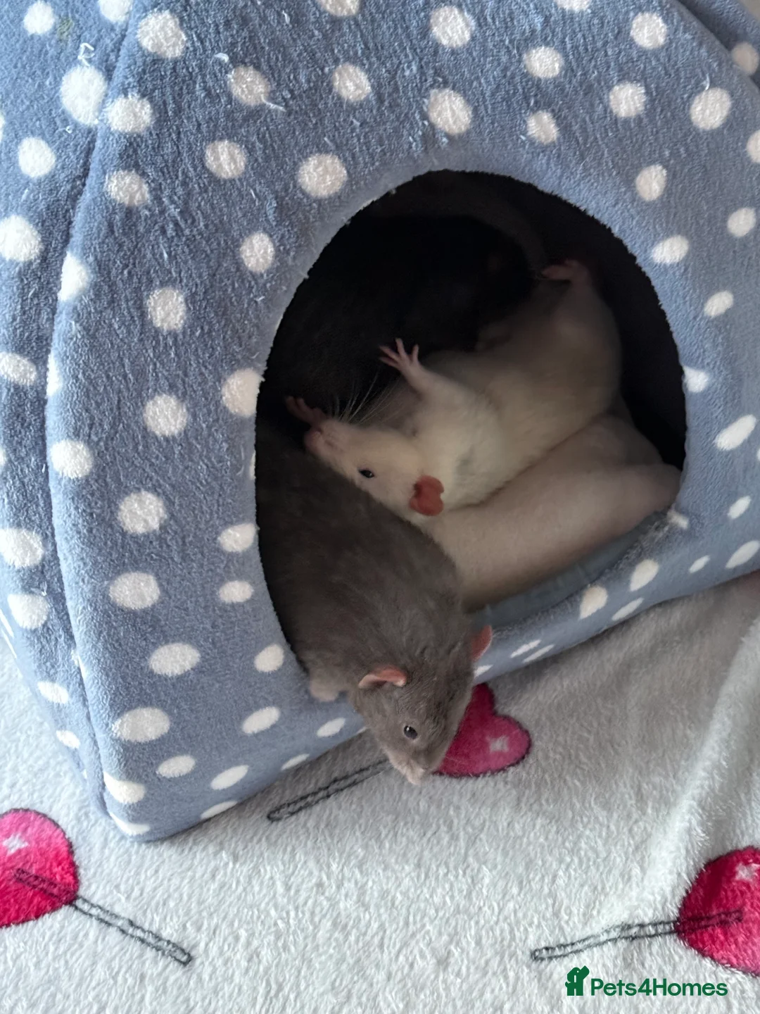 Rat rodents for sale: Male rats for rehoming - Advert 19