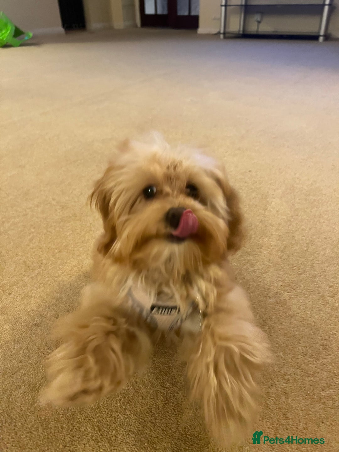 Maltipoo dogs for sale: Rehoming our beautiful Maltipoo puppy Jessie.  - Advert 9