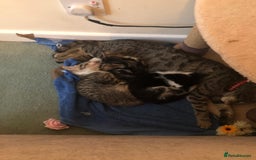 Toyger cats for sale: Kittens - Image 3