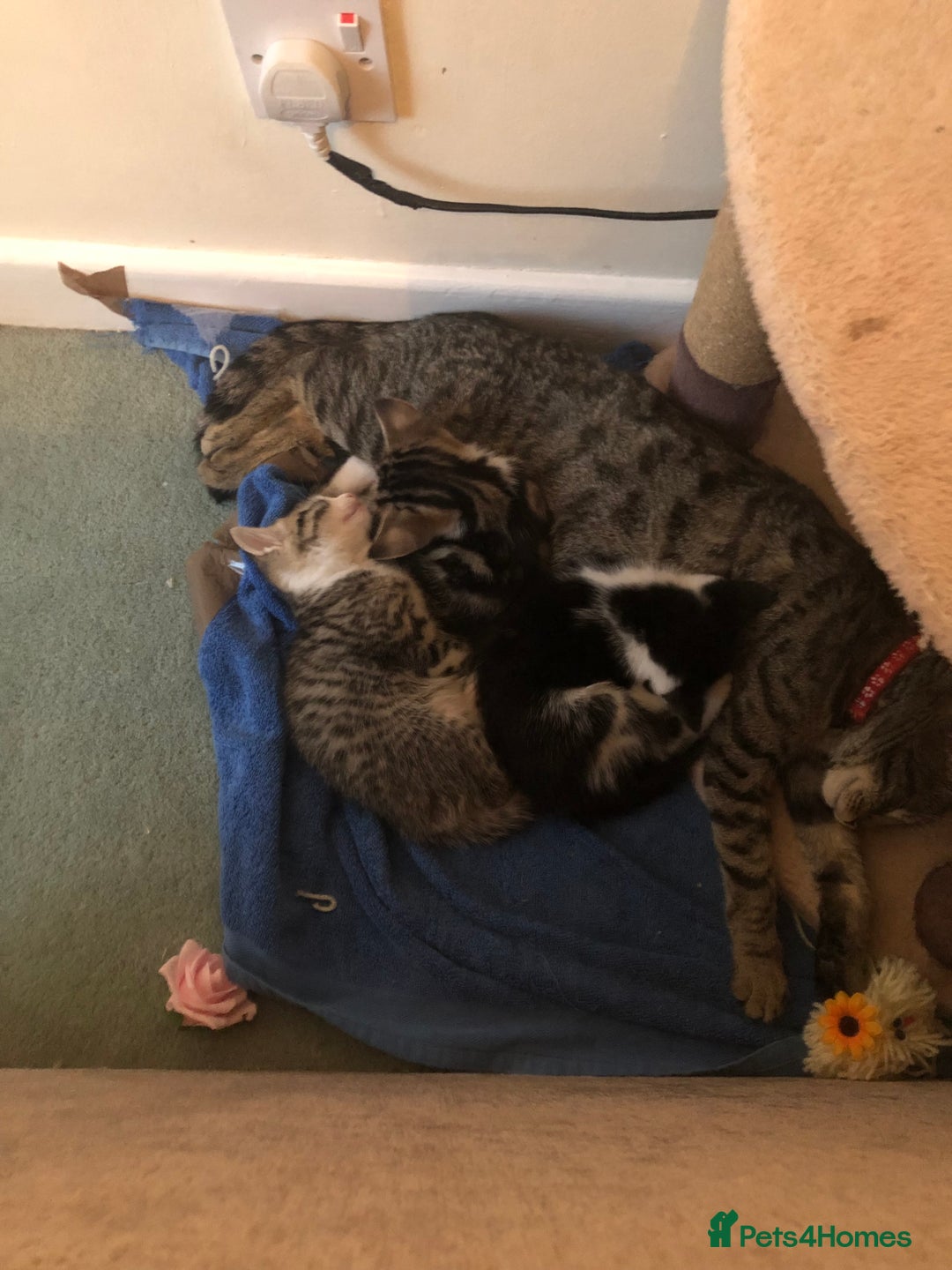 Toyger cats for sale: Kittens - Image 3