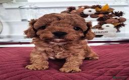 Cavapoo dogs for sale: F1bb extensively health tested caverpoo pups  - Advert 2