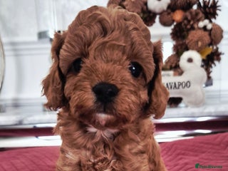 Cavapoo dogs F1bb extensively health tested caverpoo pups - Advert 14