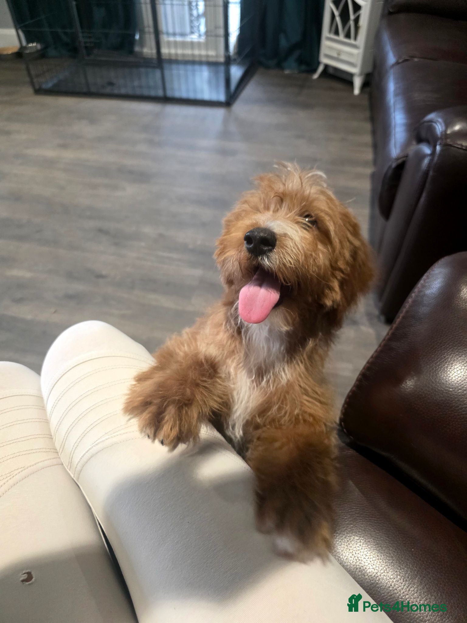 Labradoodle dogs 1 boy left Adorable F1B Miniature labradoodles - Advert 1