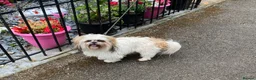 Shih Tzu dogs for stud: Shih tzu STUD only not for sale  in Birmingham - Advert 1