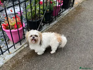 Shih Tzu dogs Shih tzu STUD only not for sale in Birmingham - Advert 3