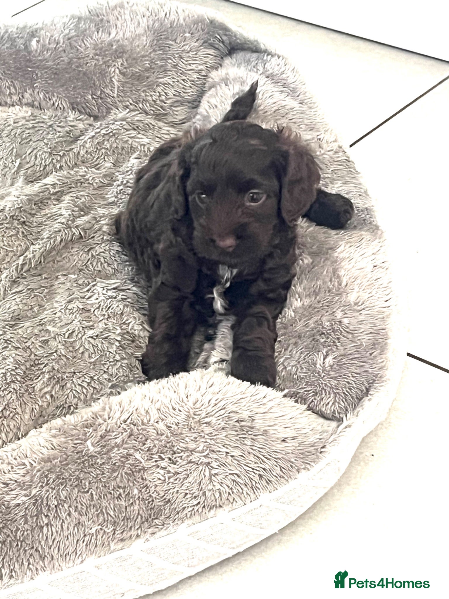 Cockapoo dogs Two adorable girl toy cockapoos - Advert 2