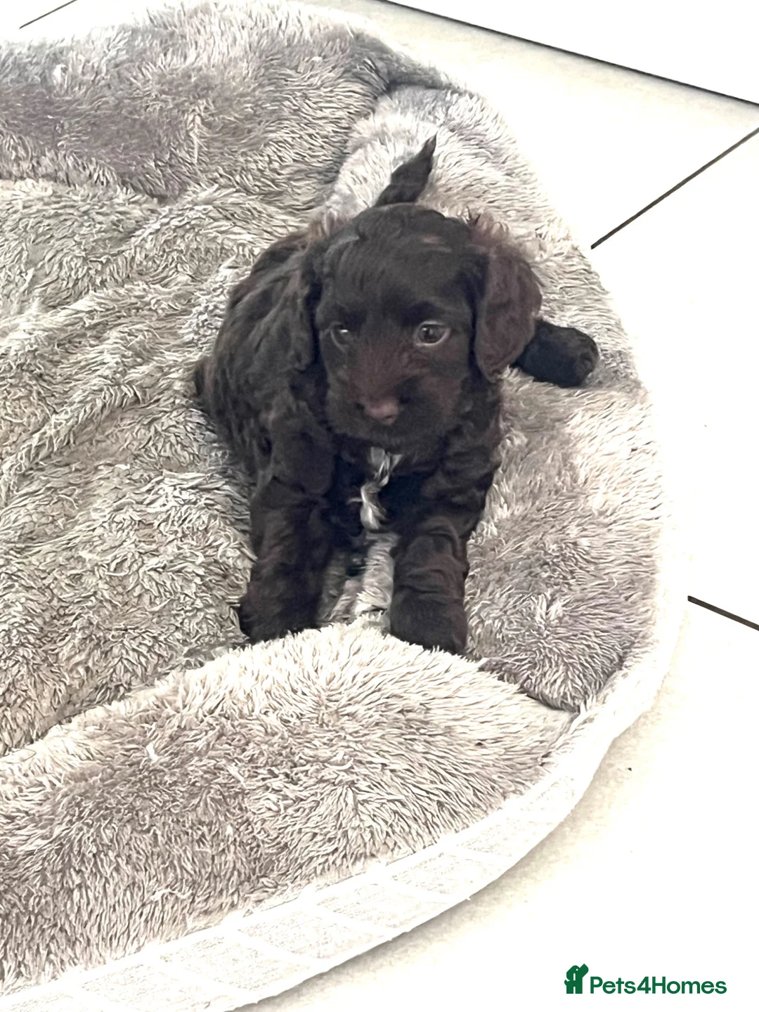 Cockapoo dogs for sale: Two adorable girl toy cockapoos - Advert 2