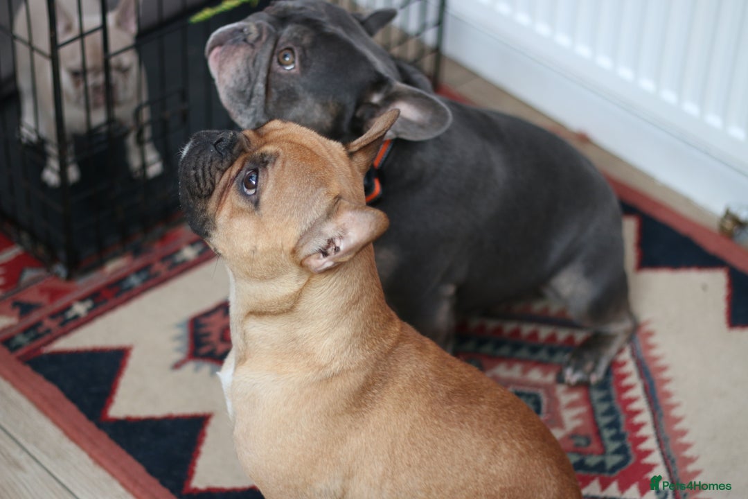 French Bulldog dogs for sale: Cute French Bulldog Puppies Available Soon - Advert 19