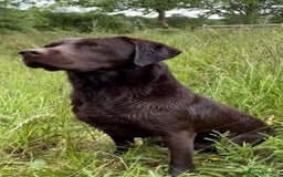 Labrador Retriever dogs for stud: WORKING CHOCOLATE LABRADOR STUD 0/0 HIPS & ELBOWS - Image 3