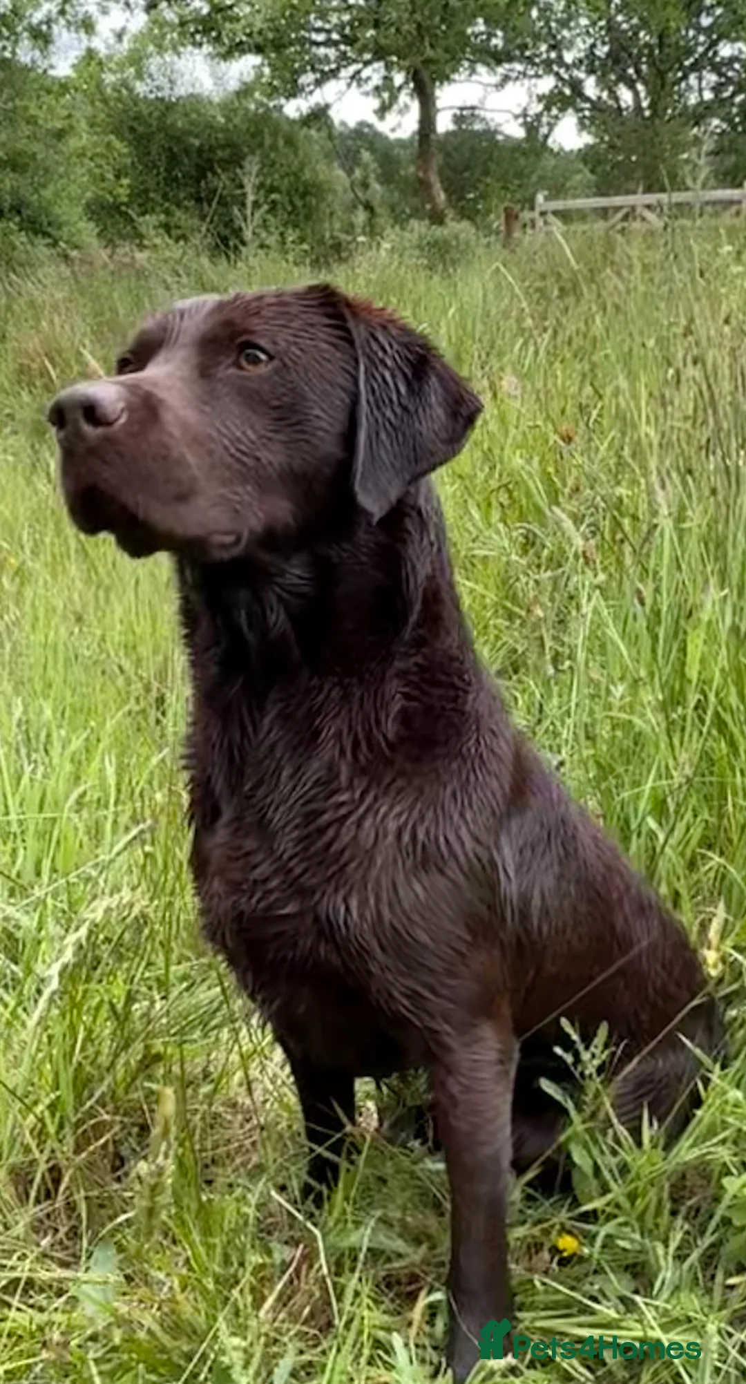 Labrador Retriever dogs for stud: WORKING CHOCOLATE LABRADOR STUD 0/0 HIPS & ELBOWS - Advert 3