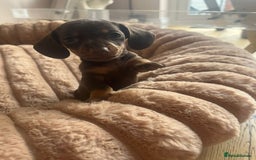 Miniature Dachshund dogs for sale: Miniature Dachshund Puppies - Image 9