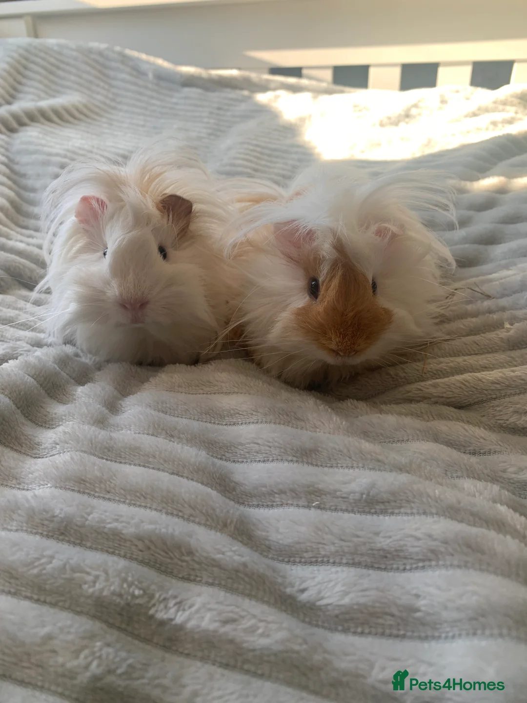 Guinea Pig rodents for sale: 3 Male Guinea Pigs RESERVED - Advert 4