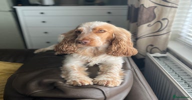 Cocker Spaniel dogs - Advert 7