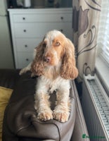 Cocker Spaniel dogs - Advert 3