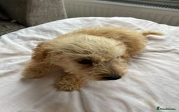 Jackapoo dogs for sale: Cream jackapoos f1b short legged  - Image 23
