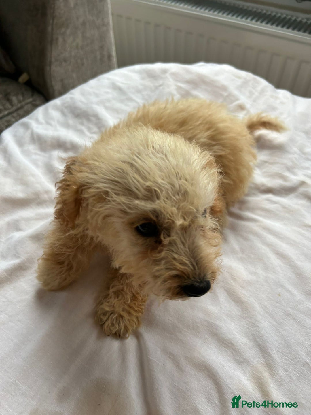 Jackapoo dogs for sale: Cream jackapoos f1b short legged  - Image 23