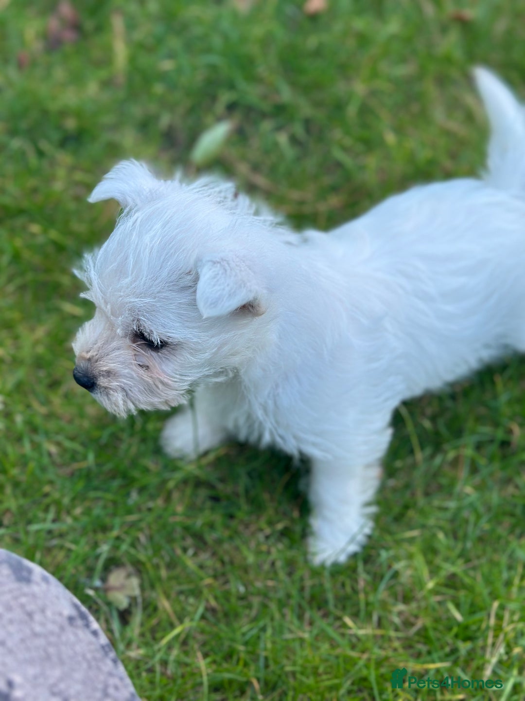 West Highland Terrier dogs for sale: West highland terrier puppies - Image 24