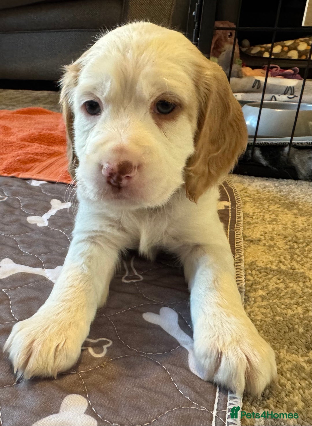 Cockapoo dogs for sale: Two gorgeous F2b Cockapoo girls left  - Advert 6