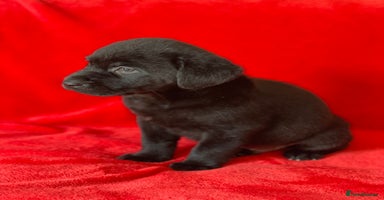 Labrador Retriever dogs - Advert 8