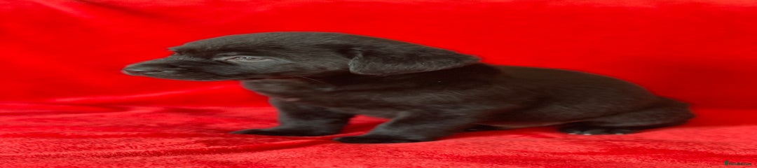 Labrador Retriever Puppy 1