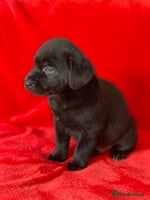Labrador Retriever dogs - Advert 4