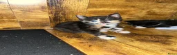 Mixed Breed cats for sale: Kittens  in Birmingham - Advert 2