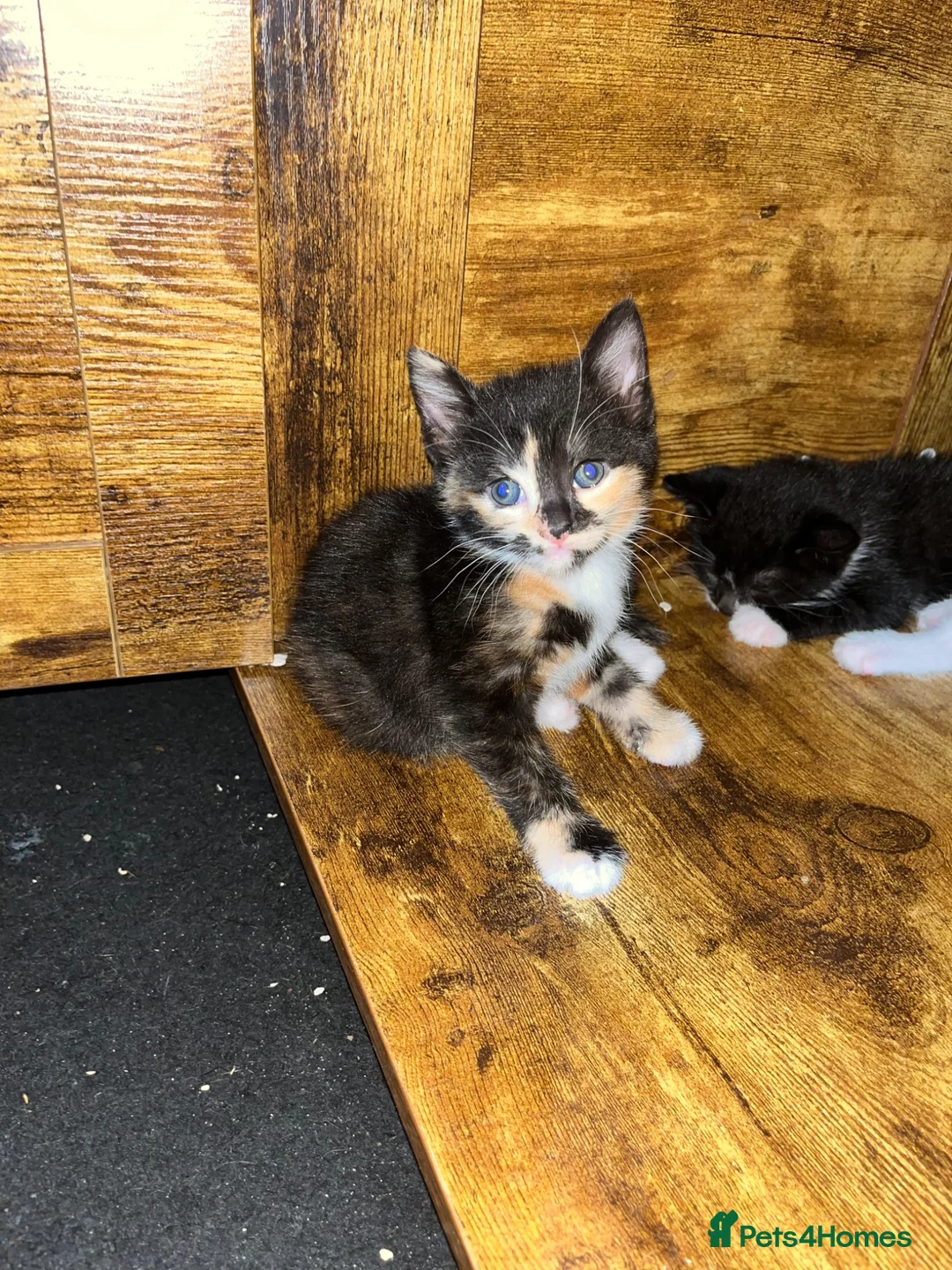 Mixed Breed cats for sale: Kittens  in Birmingham - Advert 2