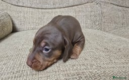 Miniature Dachshund dogs for sale: Miniature dachshund Puppies  - Advert 22