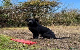 Labrador Retriever dogs for sale: KC registered black lab - 1 boy left!  - Image 5