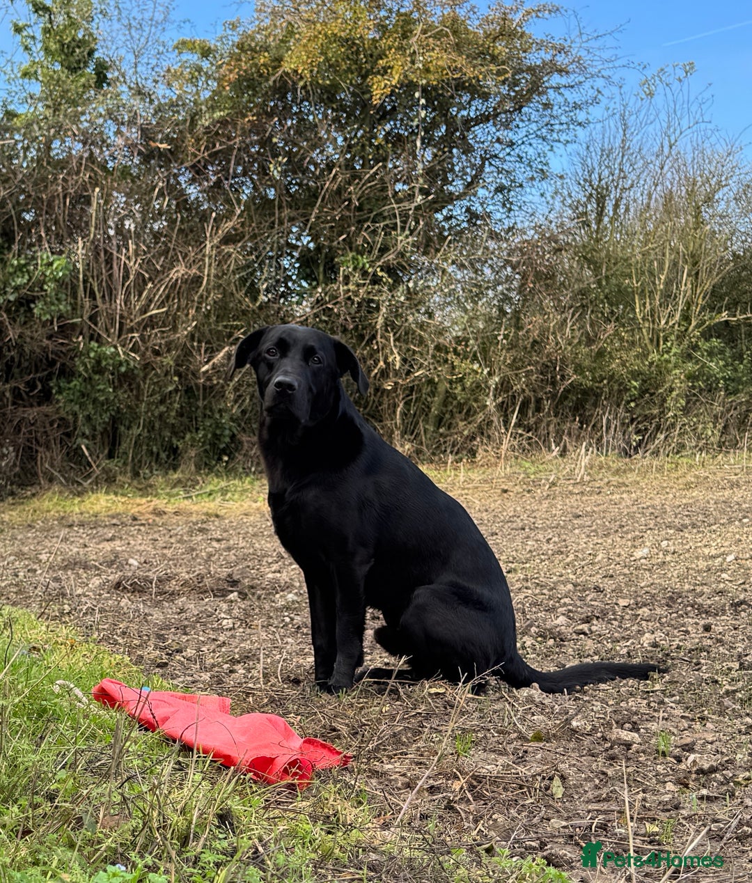 Labrador Retriever dogs for sale: KC registered black lab - 1 boy left!  - Image 5