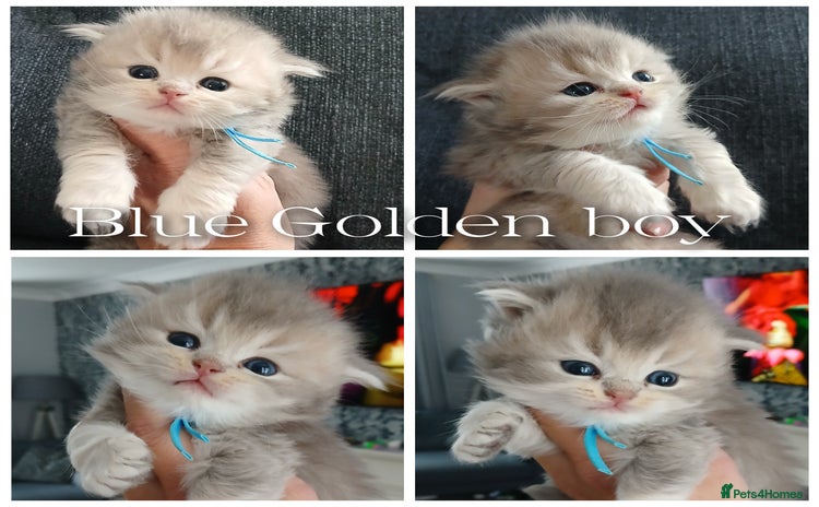 British Longhair cats - Advert 3