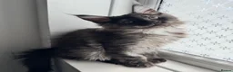 Maine Coon cats for sale: Black Smoke XL Maine Coon Female TICA Registered - Advert 15