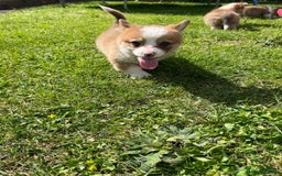 Welsh Corgi Pembroke dogs for sale: Welsh Pembroke corgi puppies - Image 2