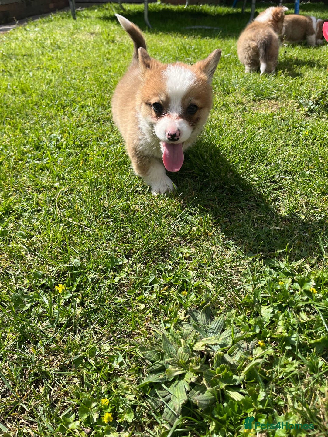 Welsh Corgi Pembroke dogs for sale: Welsh Pembroke corgi puppies - Image 2