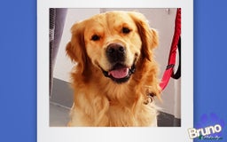 Golden Retriever dogs for stud: KCReg Well Proven Golden Stud, Health & DNA Tested in Wilmslow - Image 2