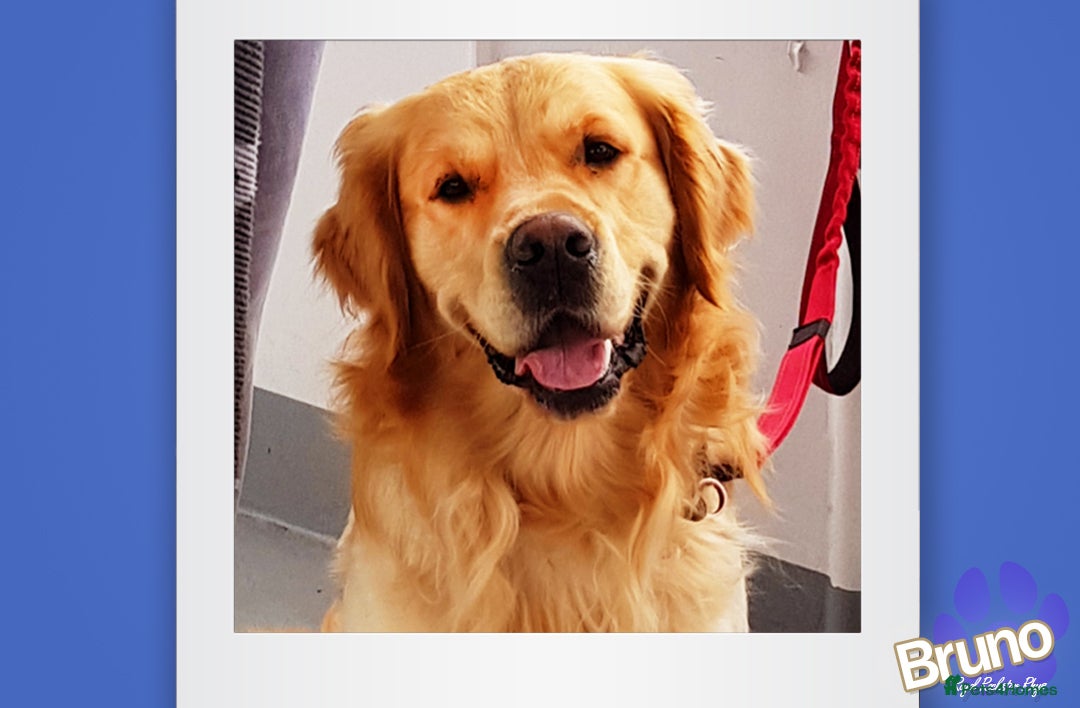 Golden Retriever dogs for stud: KCReg Well Proven Golden Stud, Health & DNA Tested in Wilmslow - Image 2