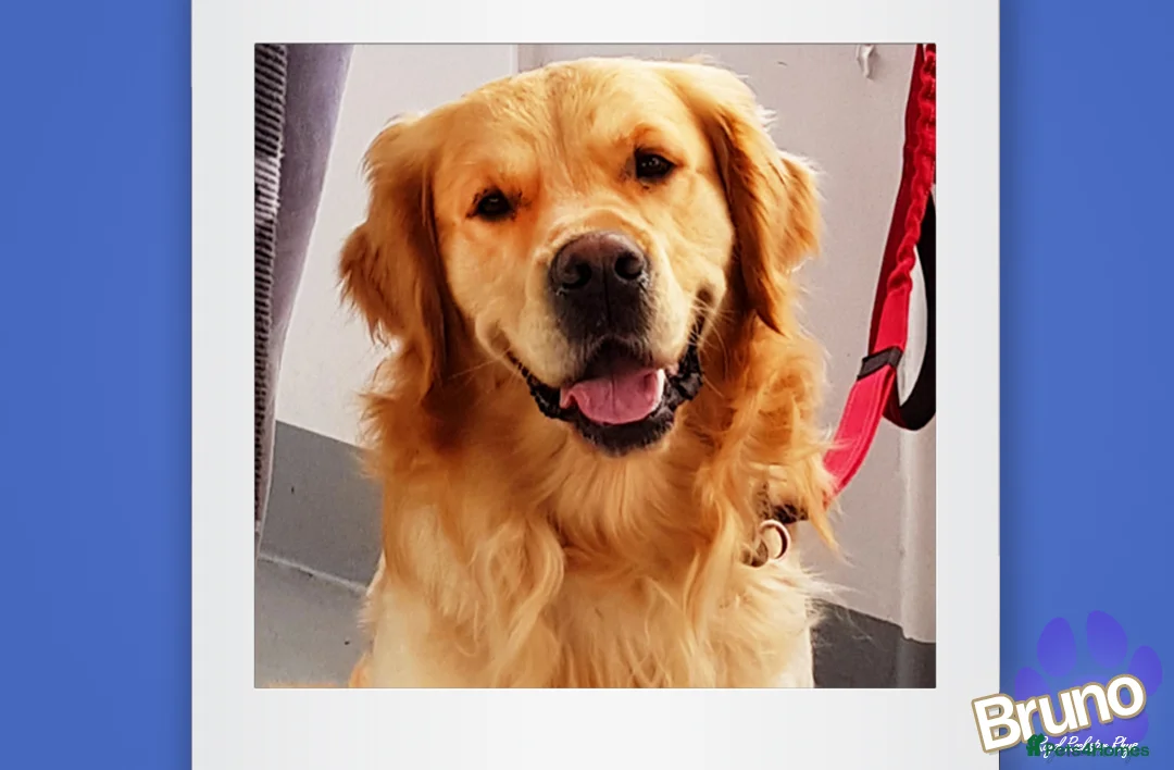 Golden Retriever dogs for stud: KCReg Well Proven Golden Stud, Health & DNA Tested in Wilmslow - Advert 2